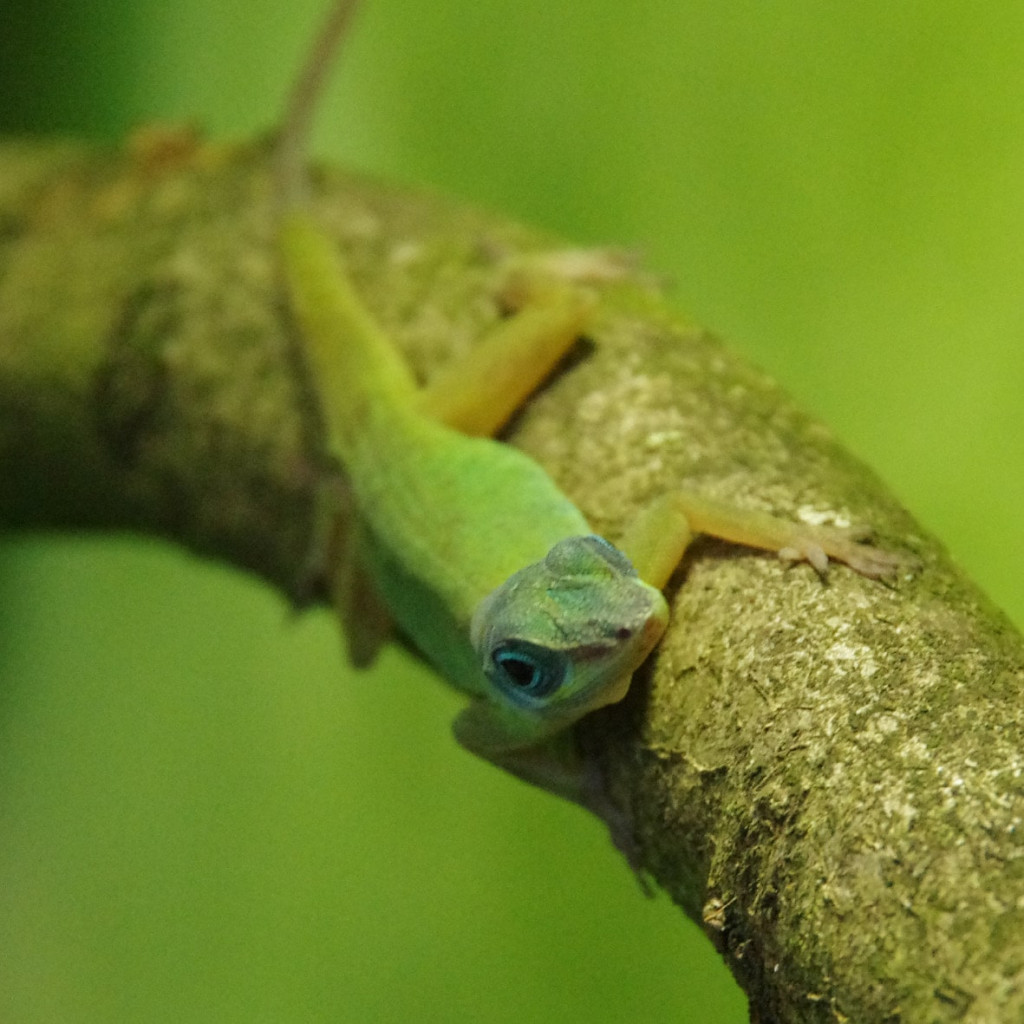 Anolis