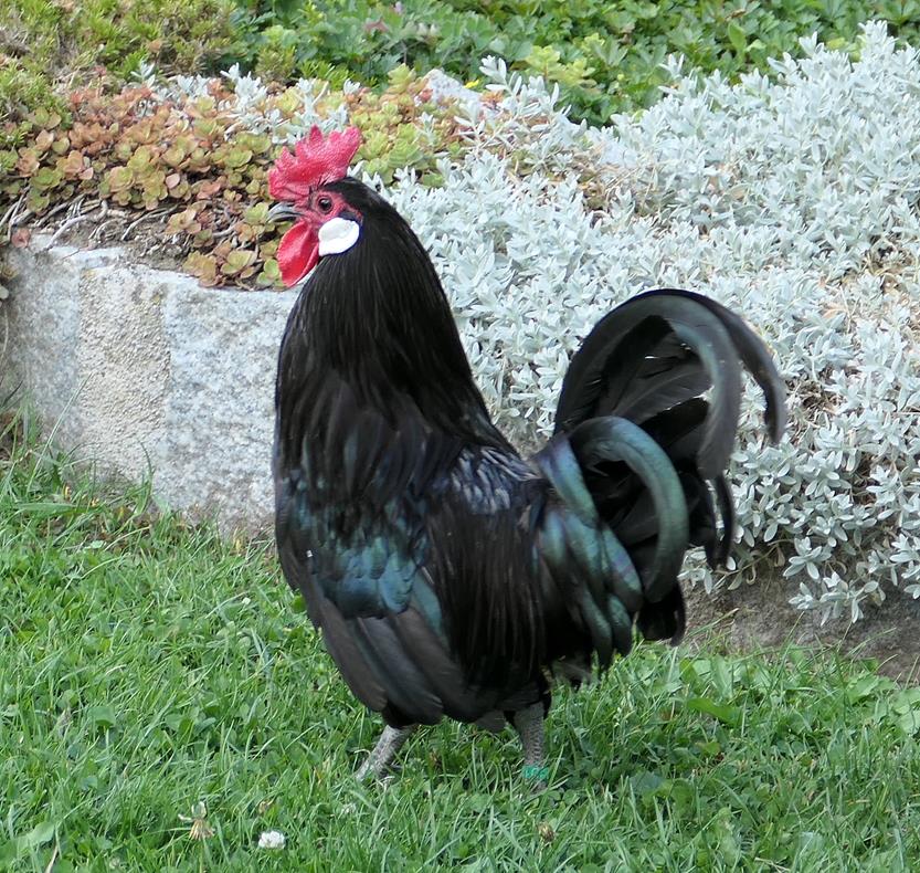 Augsburger Huhn