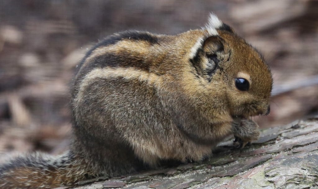 Baumstreifenhörnchen