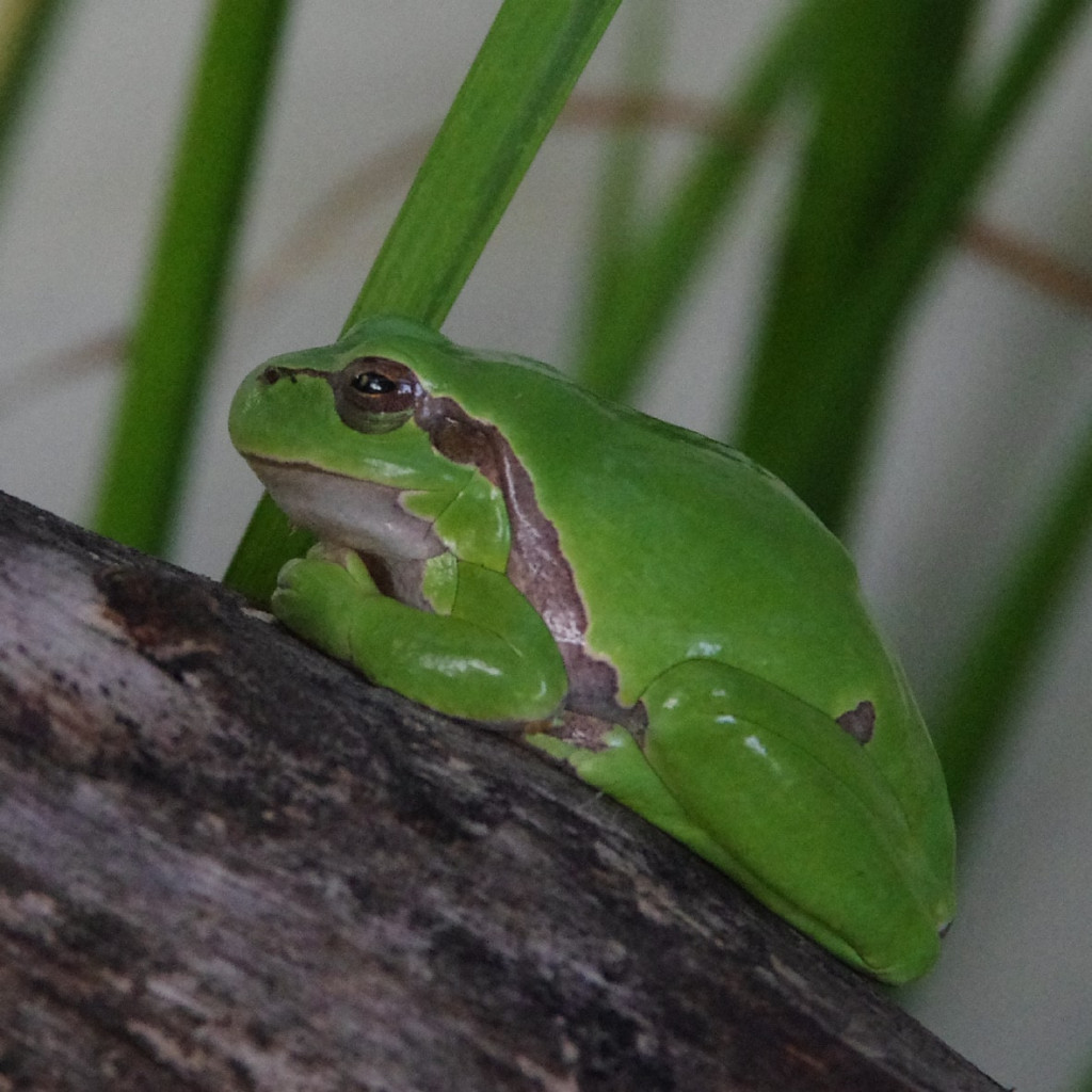 Europäischer Laubfrosch