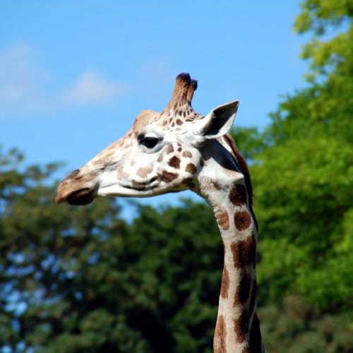 Giraffe