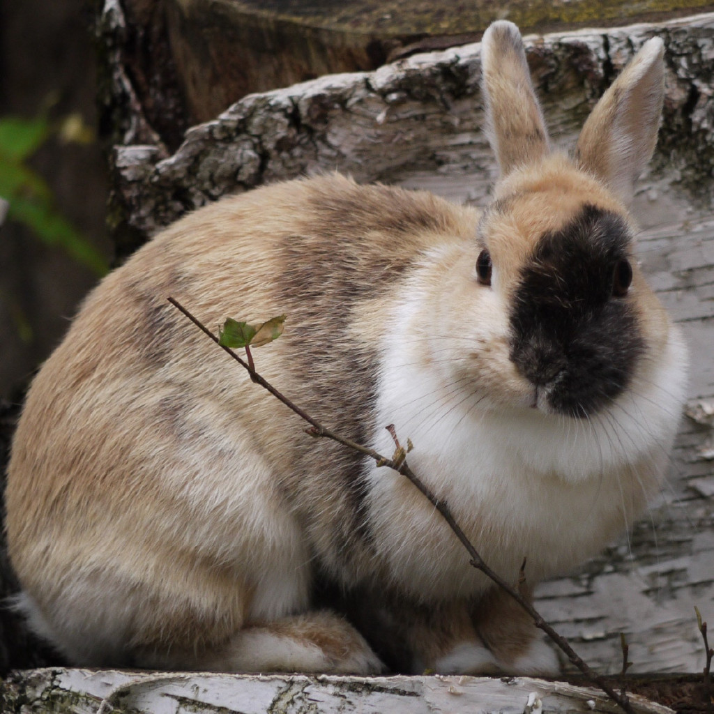 Kaninchen