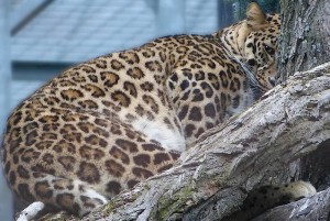 Leopard