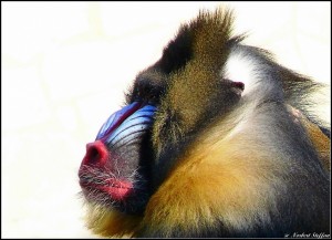 Mandrill