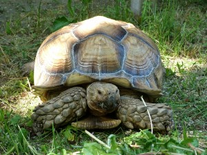 Spornschildkröte