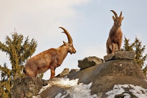 Steinbock