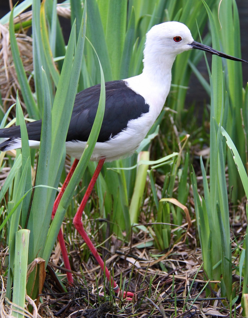 Stelzenläufer