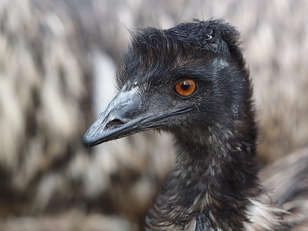 Emu