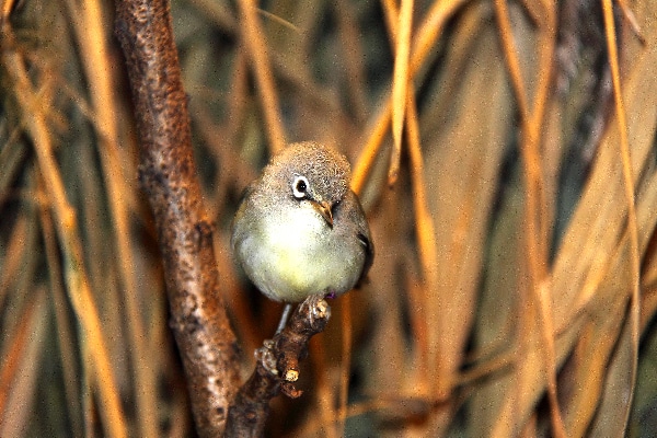 Kikuyu-Brillenvogel