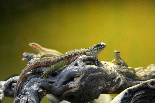 Maskenleguan